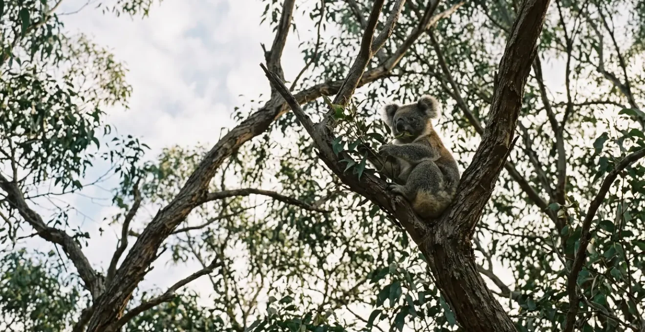 Wild koala sitting in eucalyptus tree canopy in natural Australian forest habitat
