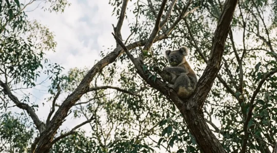 Wild koala sitting in eucalyptus tree canopy in natural Australian forest habitat