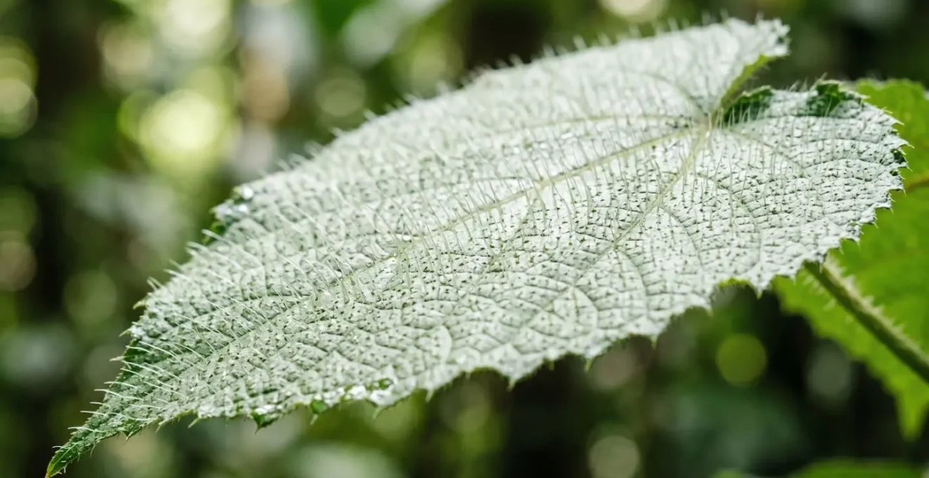 Close-up macro view of Gympie-Gympie stinging tree showing distinctive heart-shaped serrated leaves with fine silica hairs